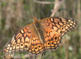 Variegated Fritillary